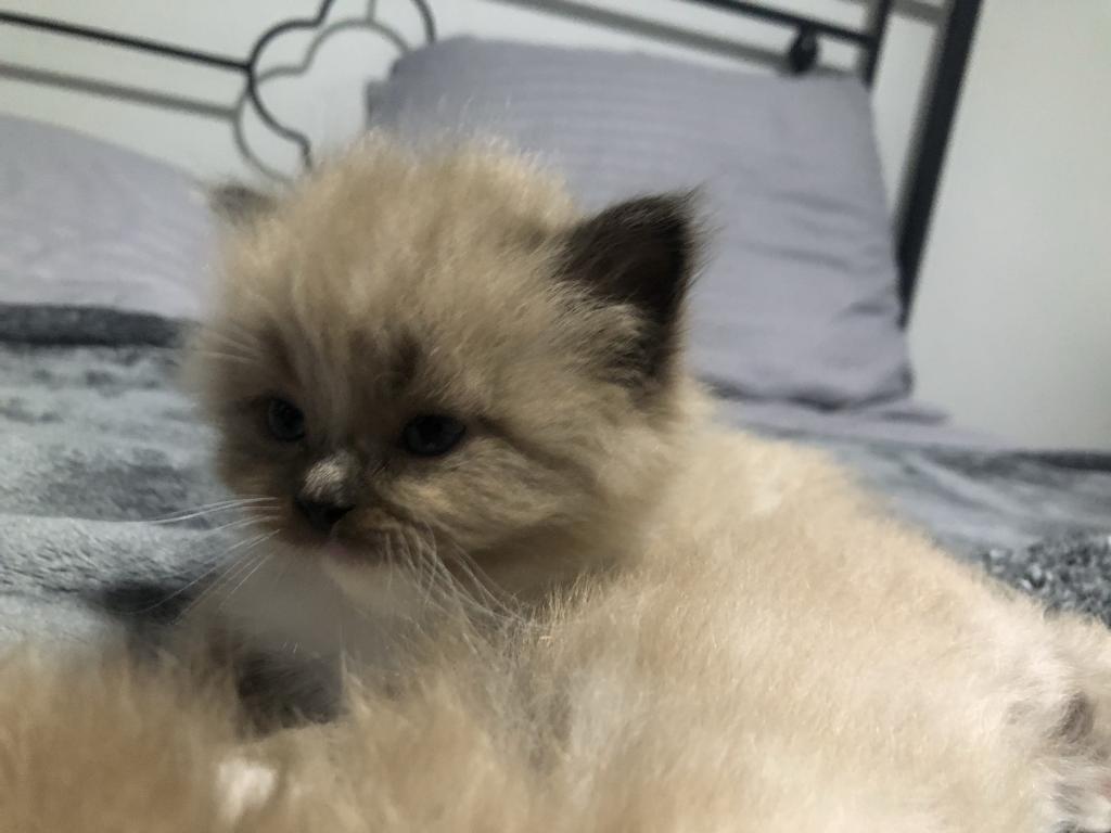 Luna photo 3