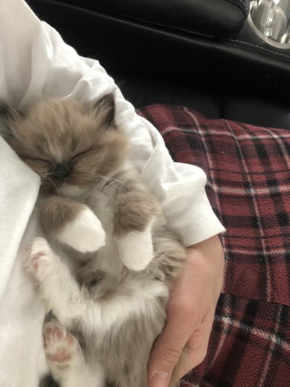 Luna photo 1