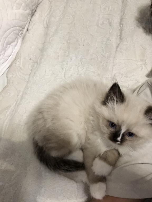 Luna photo 10