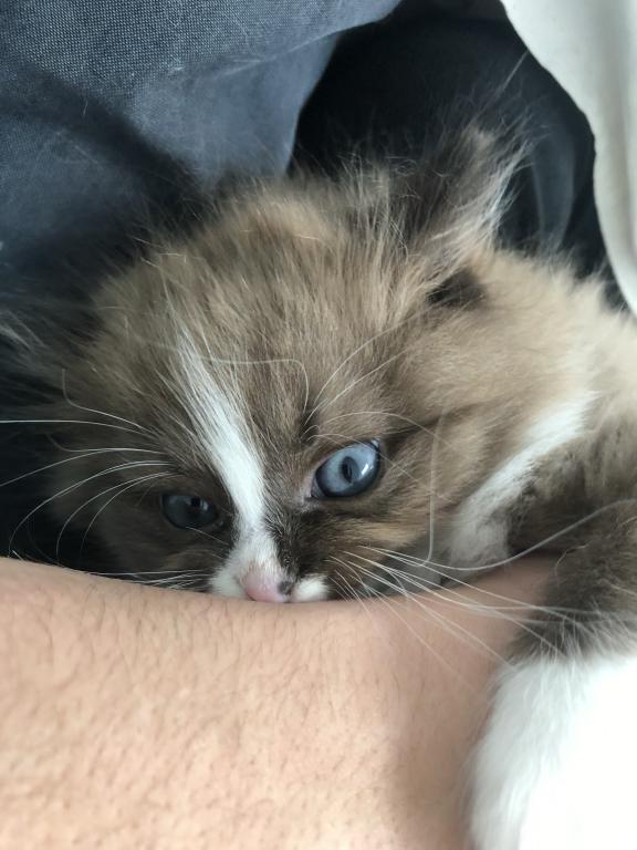 Luna photo 11