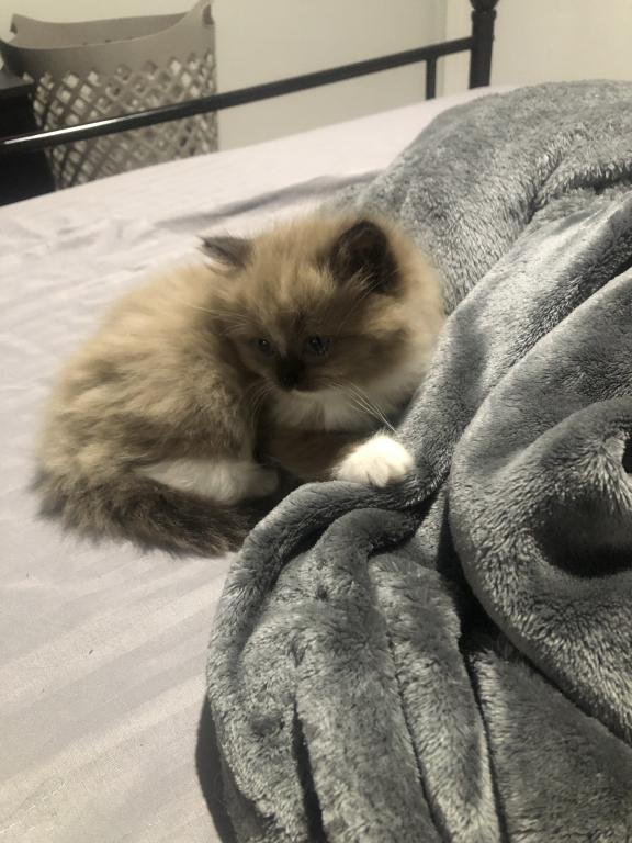 Luna photo 8