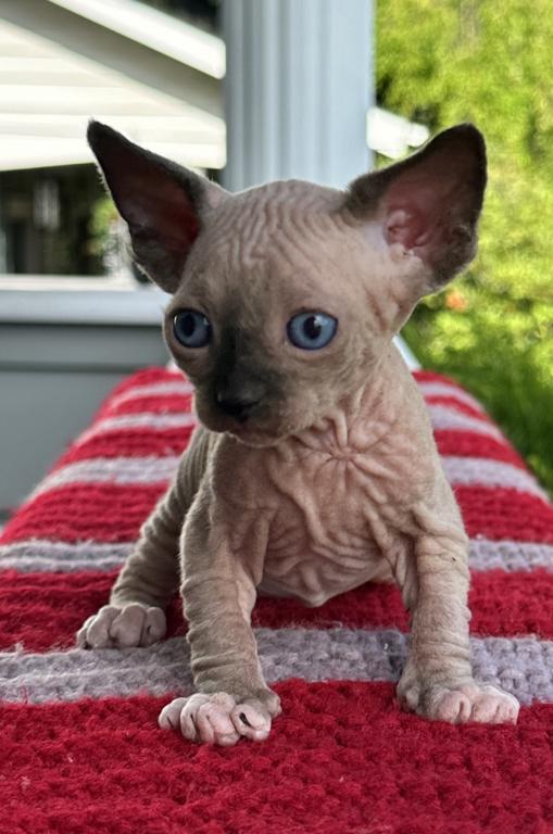 Special Needs Sphynx Sphinx Gray USA photo 2