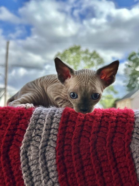 Special Needs Sphynx Sphinx Gray USA photo 1