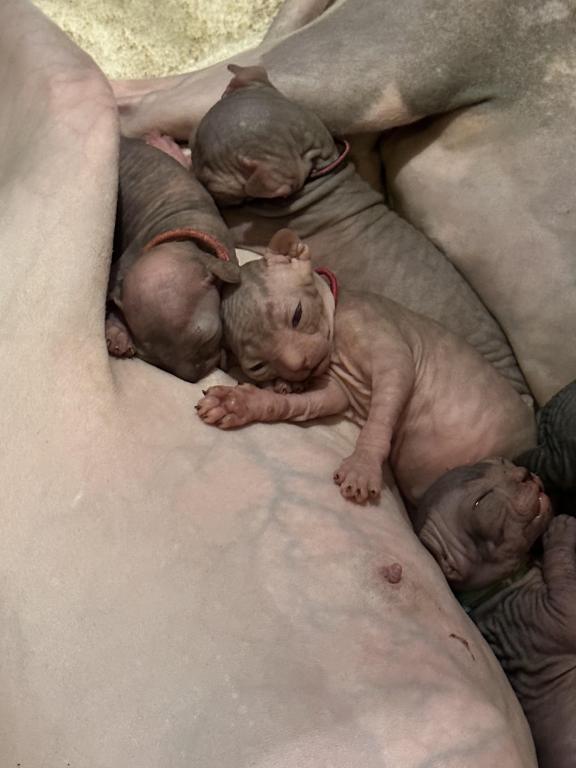 Special Needs Sphynx Sphinx Gray USA photo 3