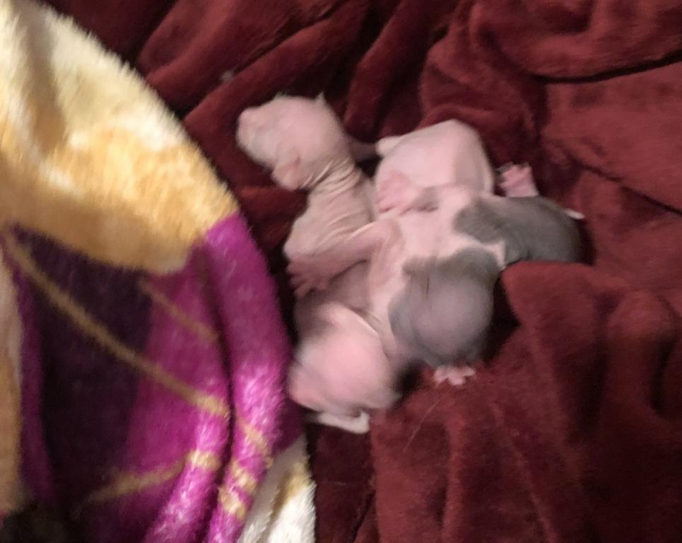 Special Needs Sphynx Sphinx Gray USA photo 4