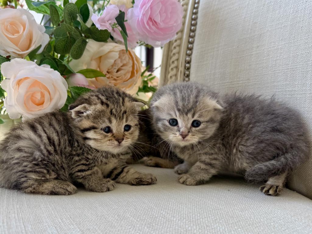 Scottish Fold Gray Female photo 5