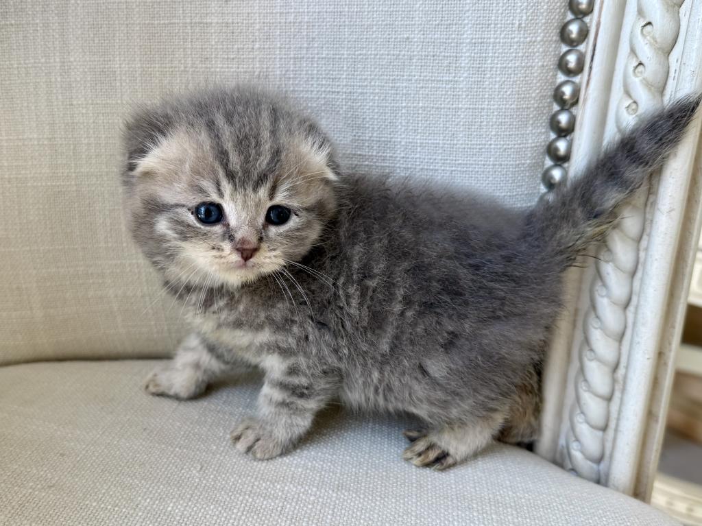 Scottish Fold Gray Female photo 1