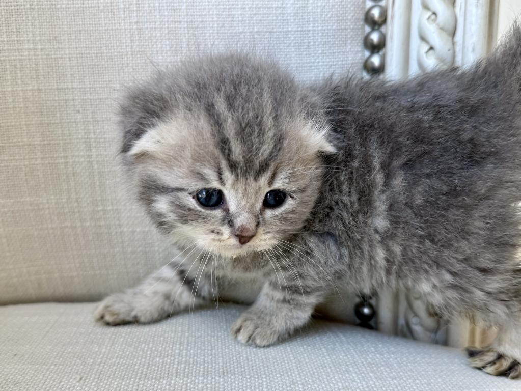 Scottish Fold Gray Female photo 2