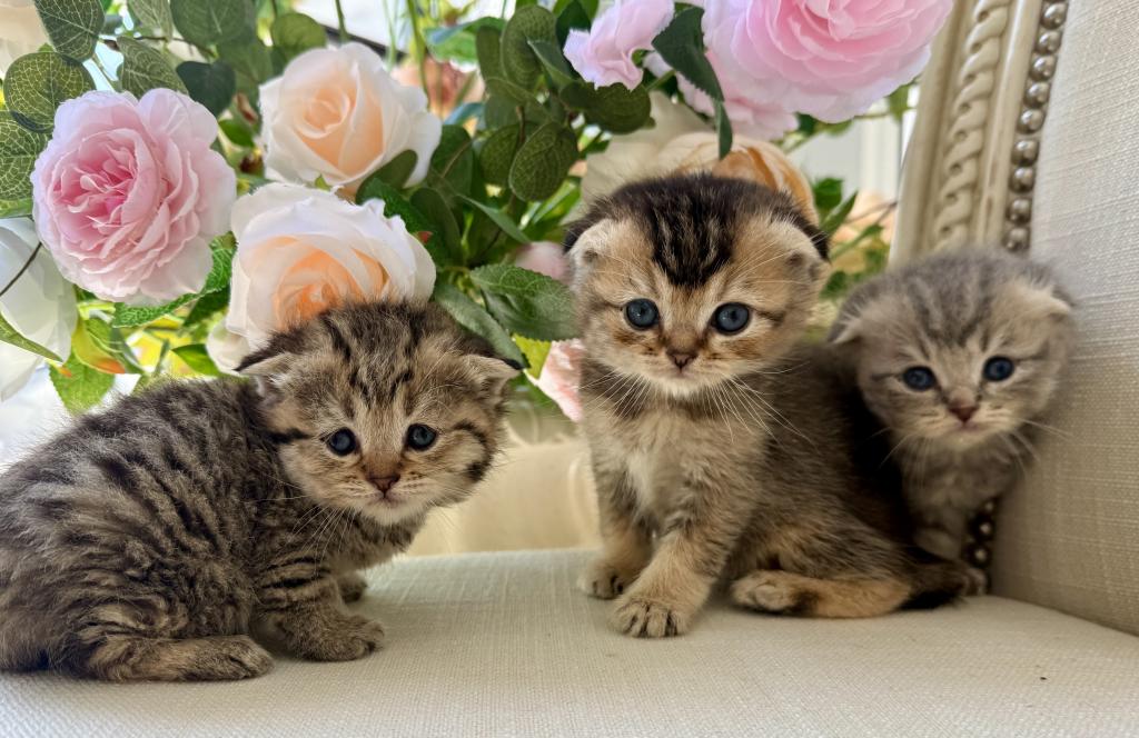 Scottish Fold Gray Female photo 4