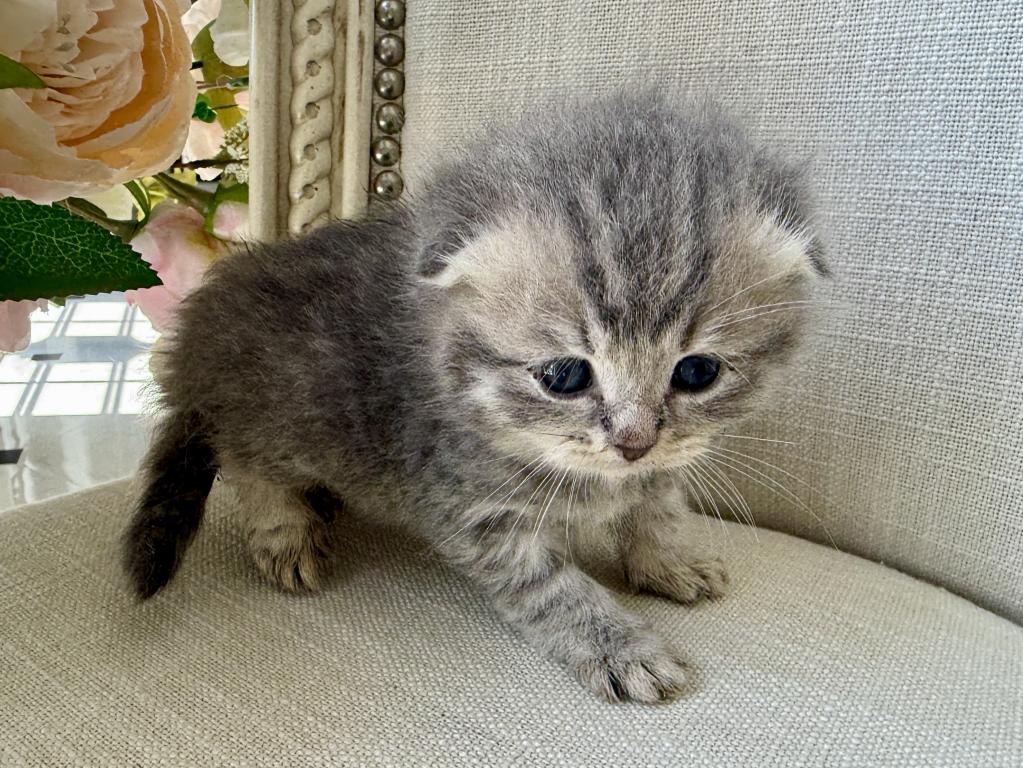 Scottish Fold Gray Female photo 6