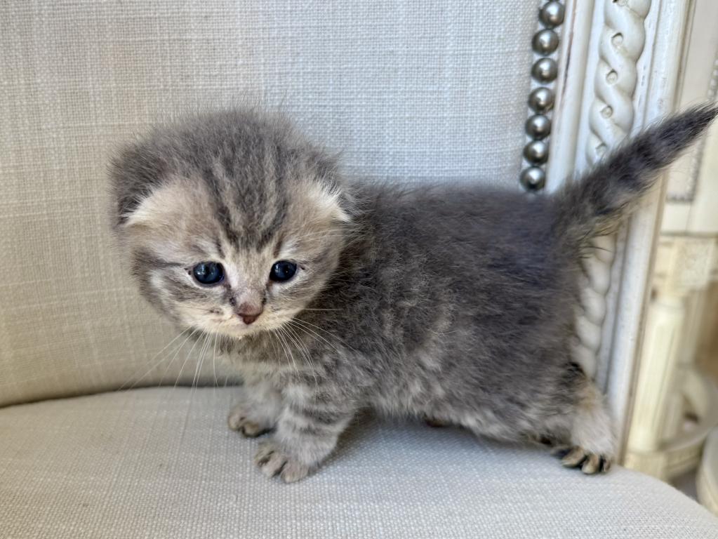Scottish Fold Gray Female photo 3