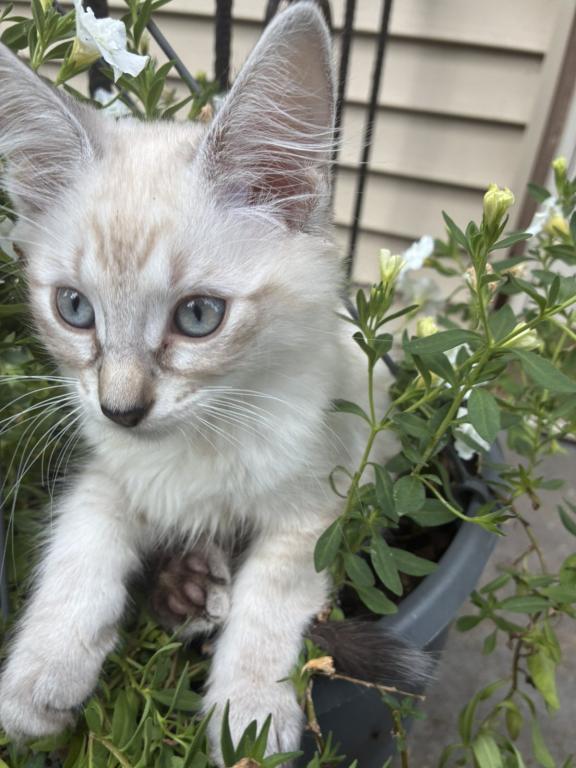 2 Male Siamese Kittens photo 5