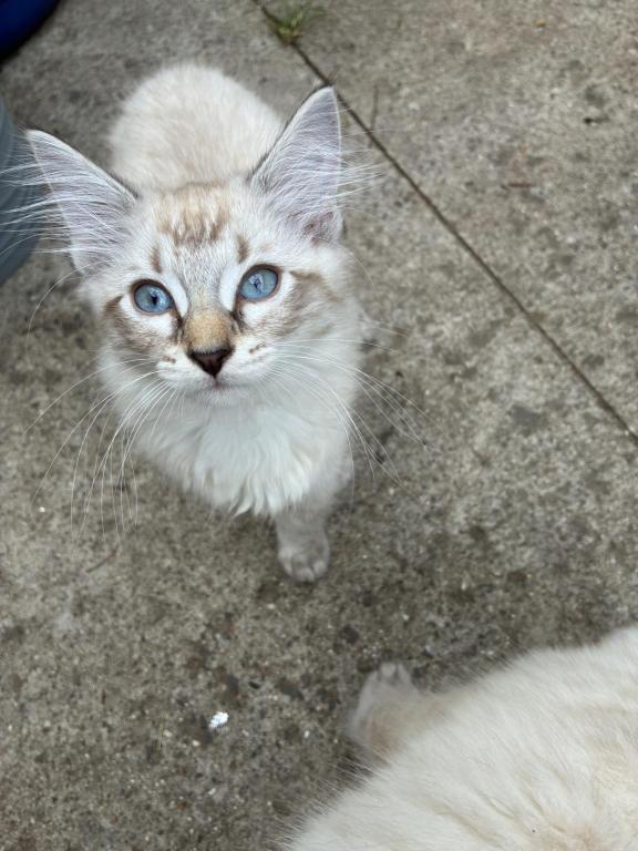 2 Male Siamese Kittens photo 4
