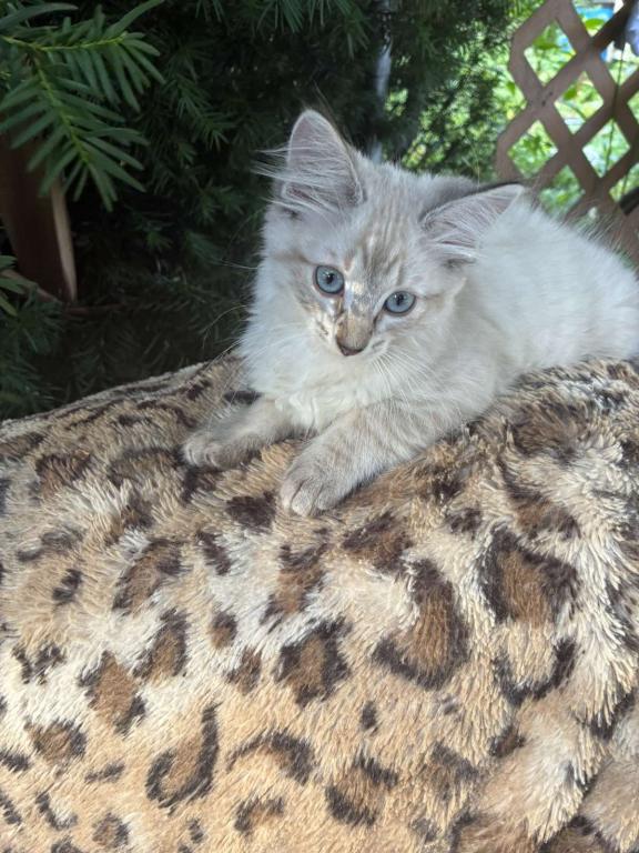 2 Male Siamese Kittens photo 1