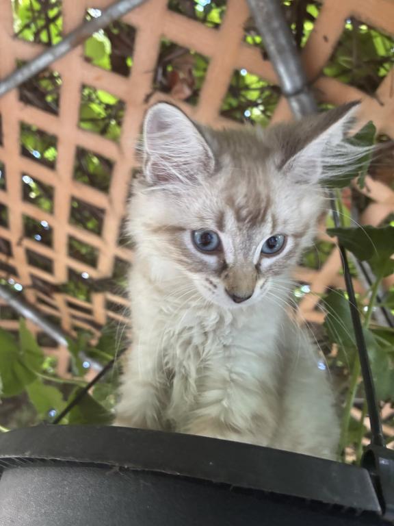 Male Siamese Kitten photo 3