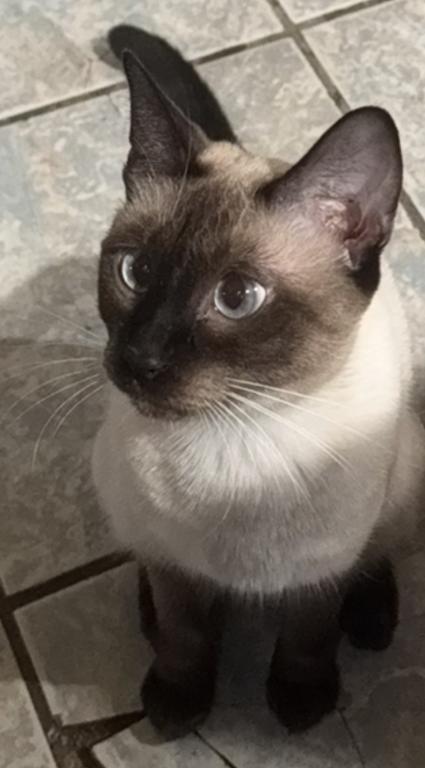 Kitten photo 2