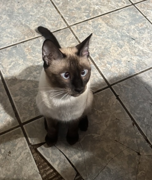 Kitten