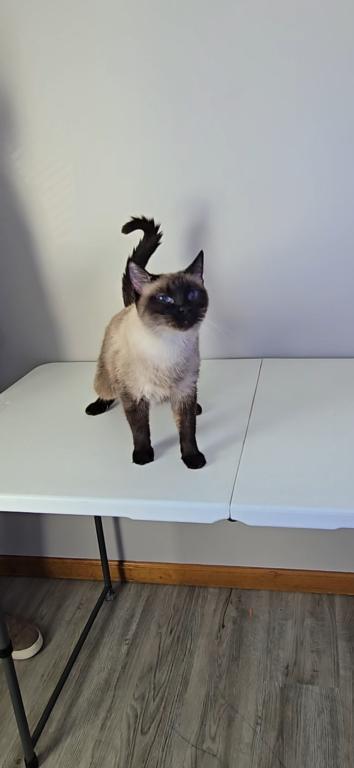 Lyla Lou photo 2