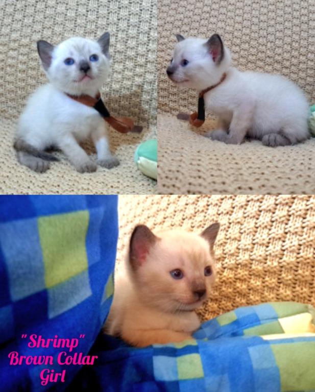 Shrimp