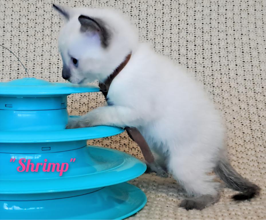 Shrimp PENDING DEPOSIT photo 2