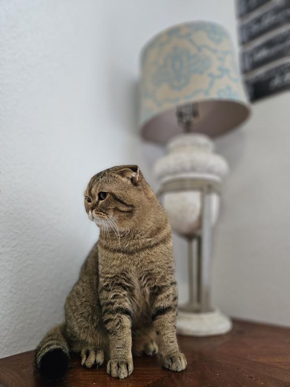 Cookie photo 5