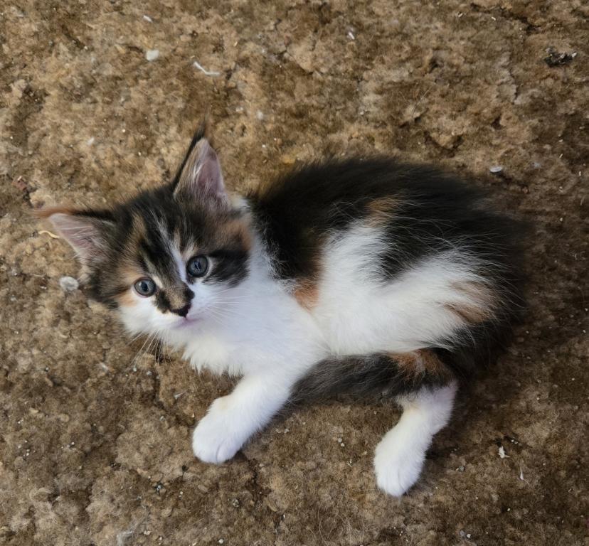 Dora photo 4
