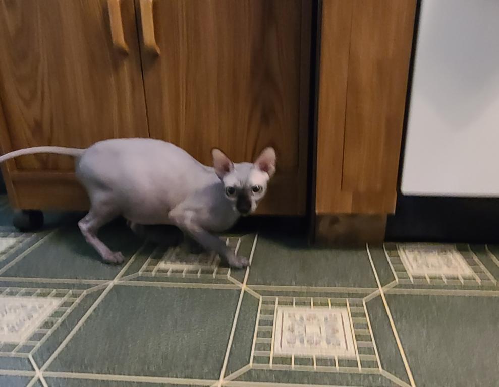 Sphynx Male photo 3