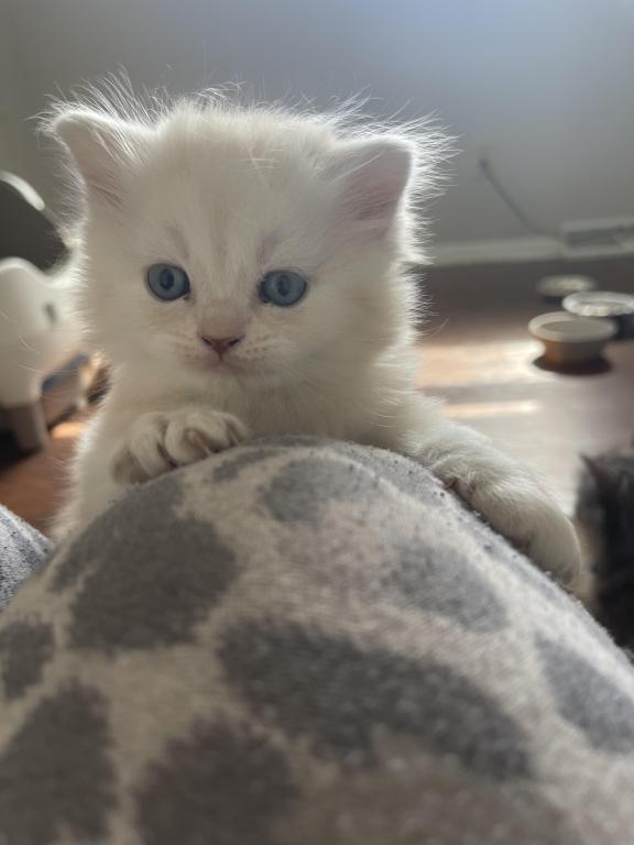 Simba photo 4
