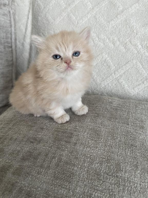 Simba photo 2