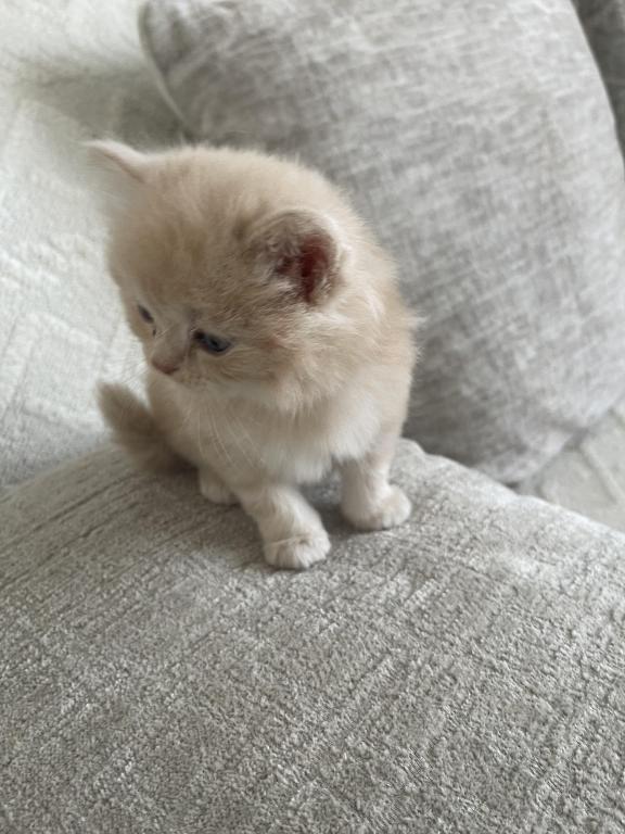 Simba photo 6