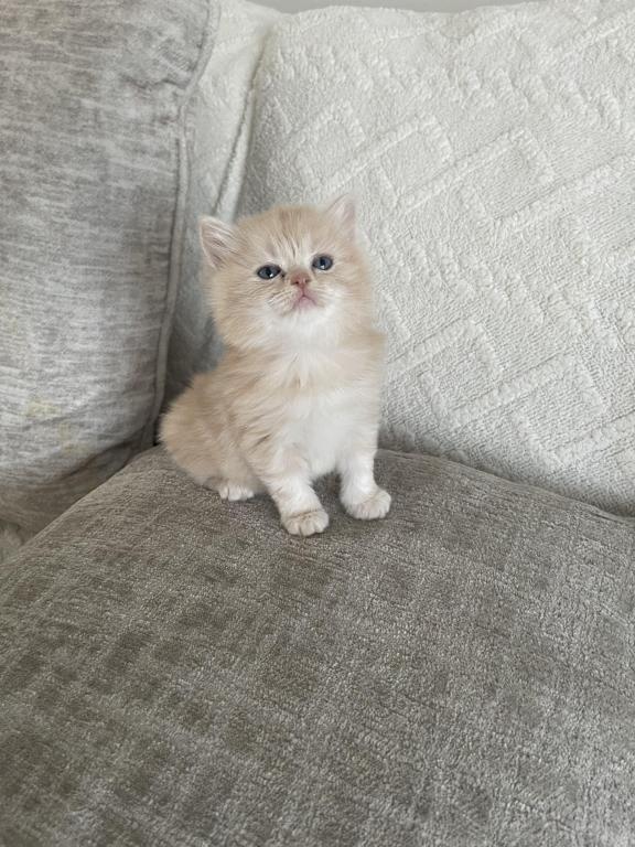Simba photo 5