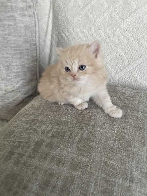 Simba