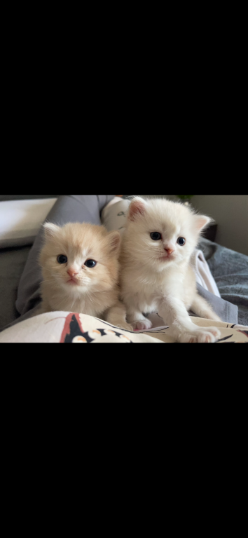 Simba photo 3