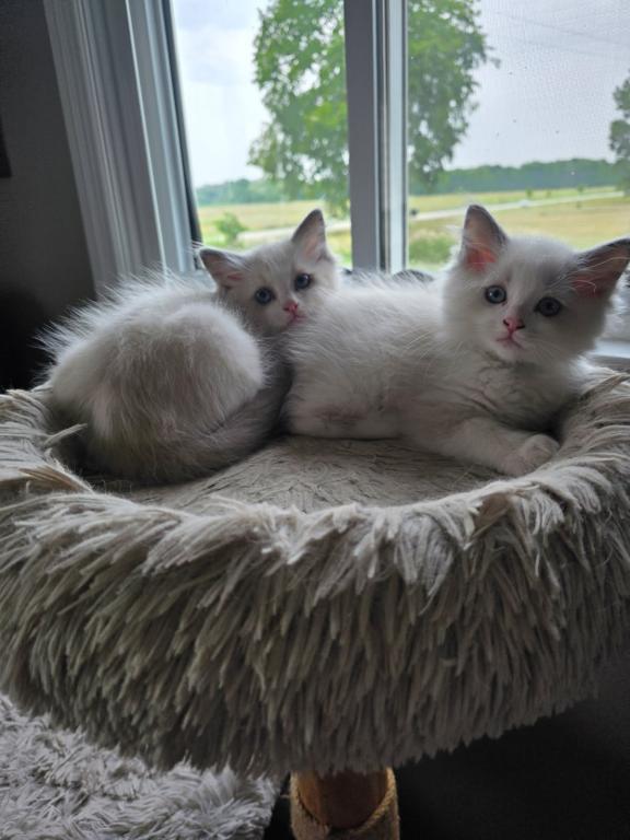Major & Colonel photo 2