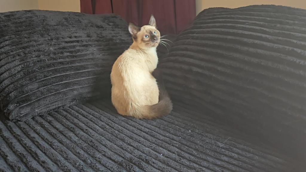 Thai Kittens Ready Now