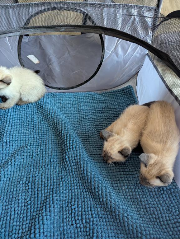 Thai Kittens Ready Now photo 5