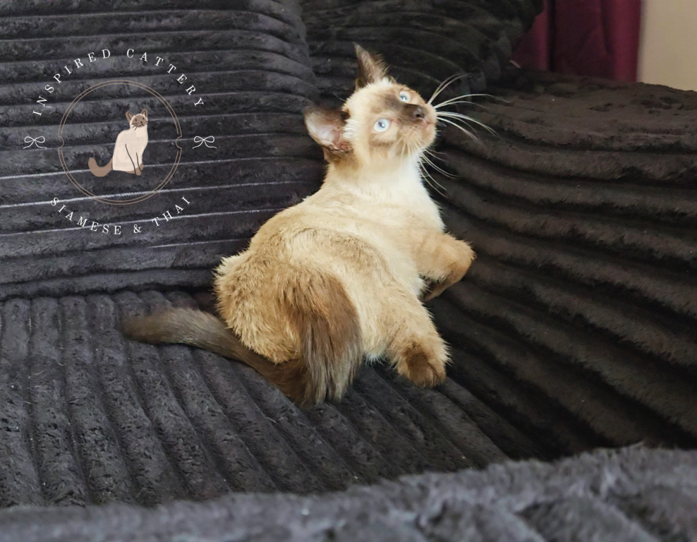 Thai Kittens Ready Now photo 4