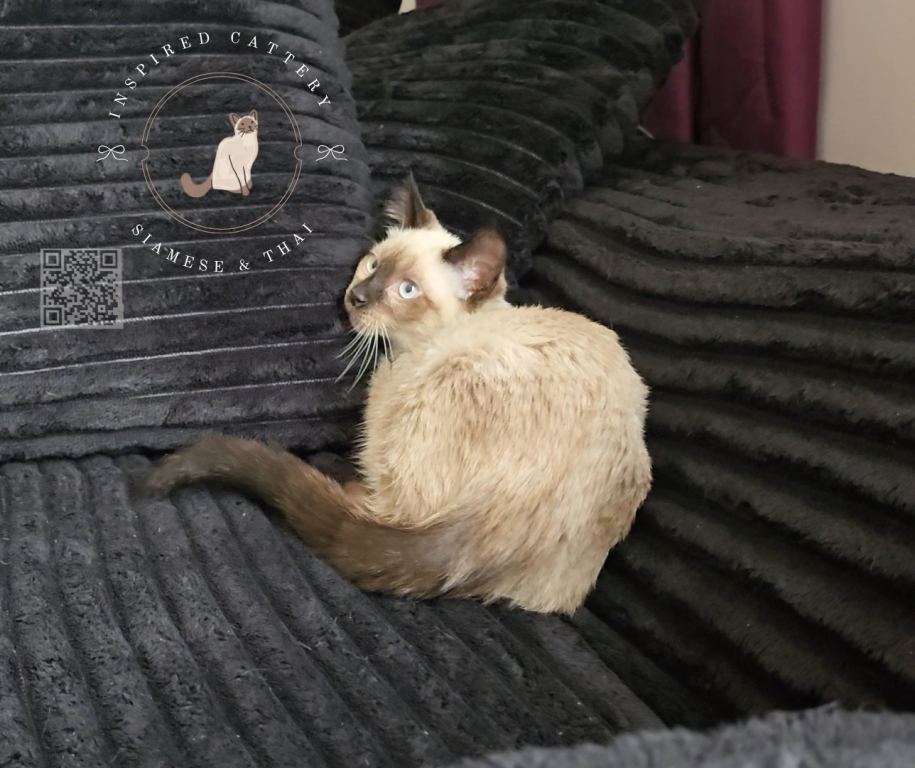 Thai Kittens Ready Now photo 2