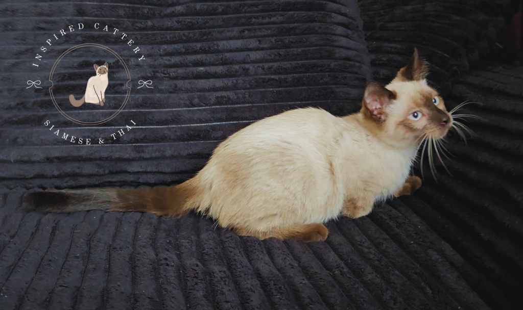 Thai Kittens Ready Now photo 3