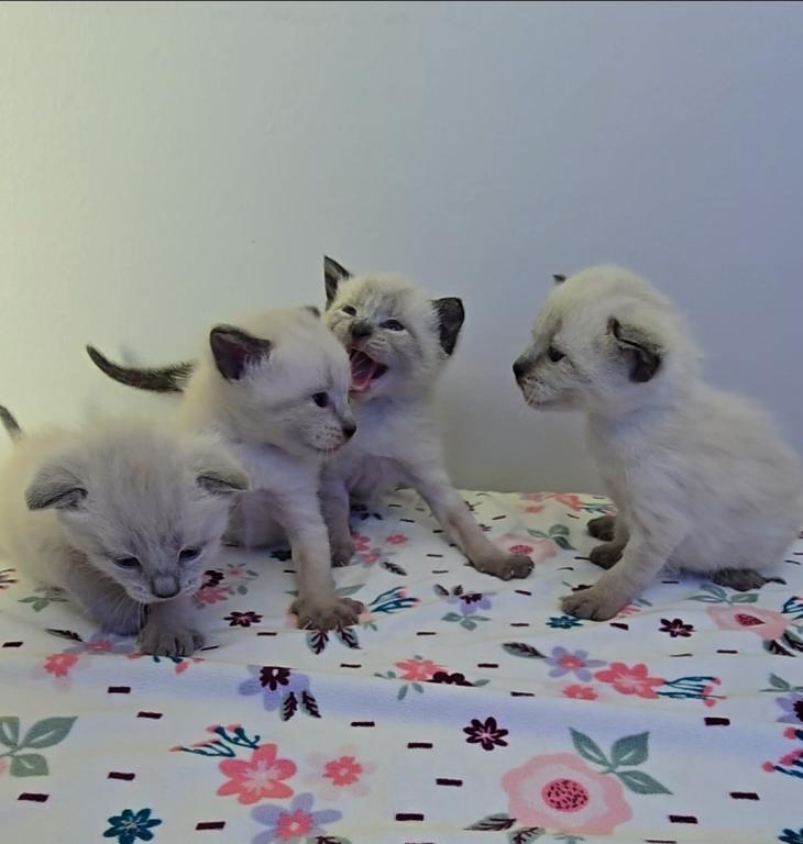 Thai Kittens Ready Now photo 6