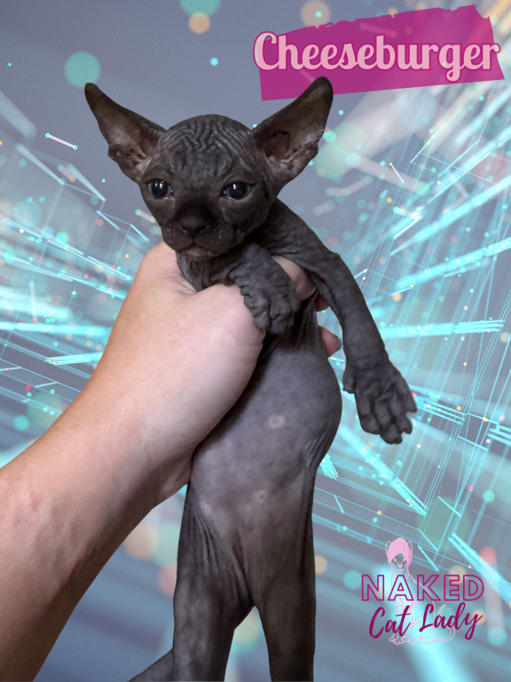 Cheeseburger The Sphynx Kitten