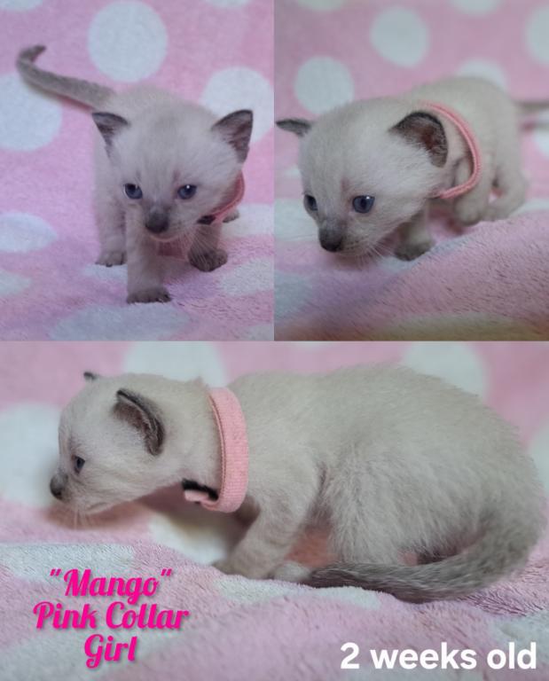 Mango photo 2