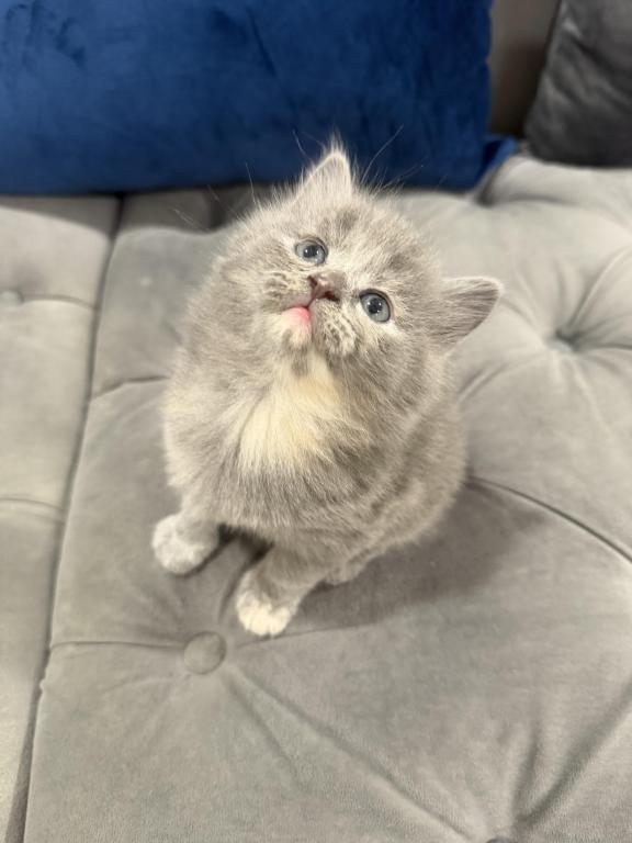 Bella