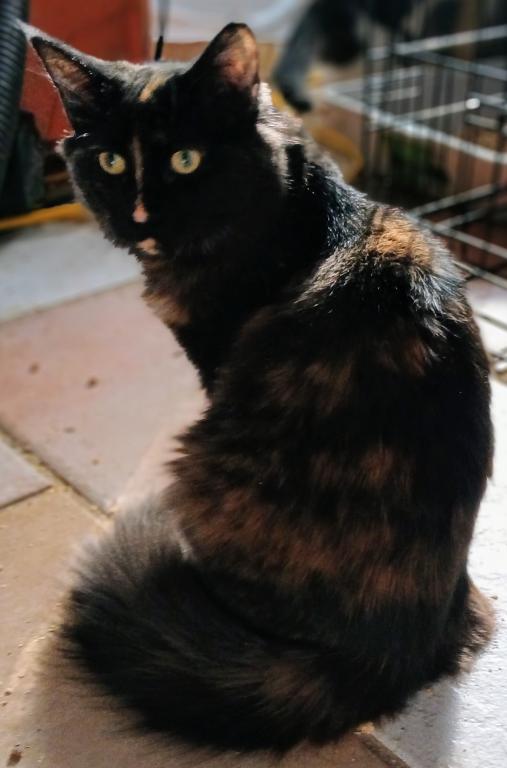 Sunkissed Poly