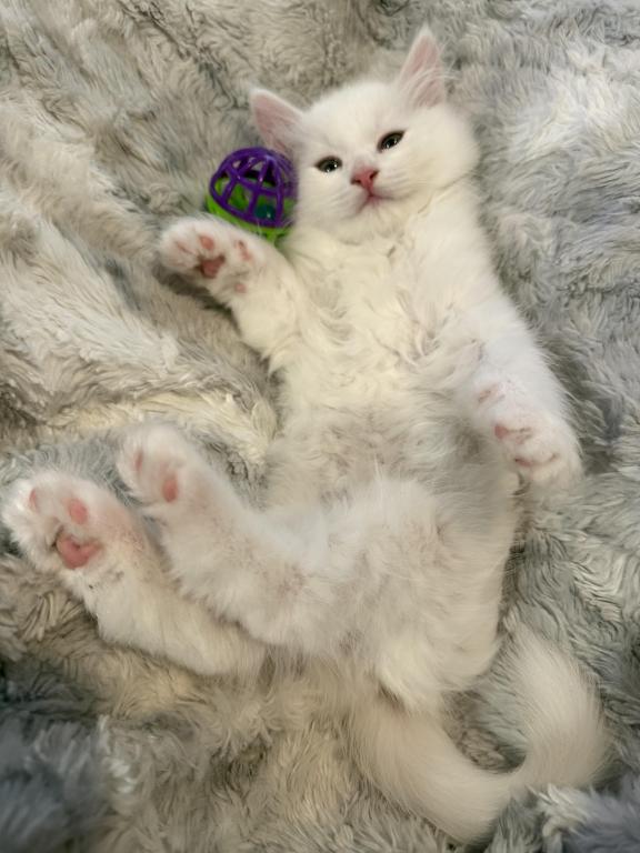 Duchess Of FirCountry Siberians photo 3