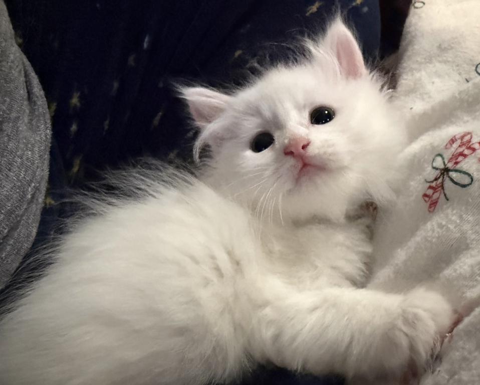 Duchess Of FirCountry Siberians photo 7