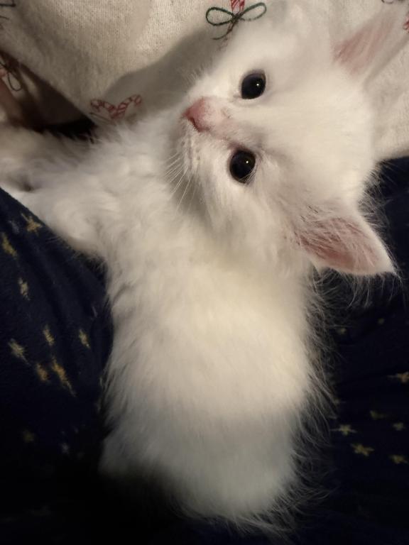 Duchess Of FirCountry Siberians photo 6
