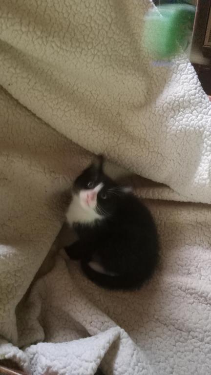 Tuxedo Kitty photo 2