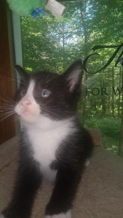 Tuxedo Kitty photo 4