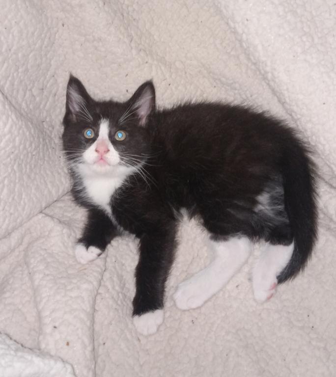 Tuxedo Kitty photo 1